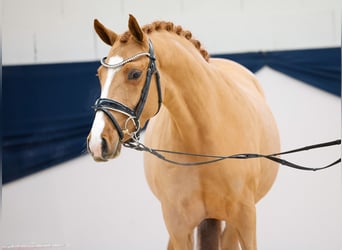 German Riding Pony, Mare, 4 years, Chestnut-Red