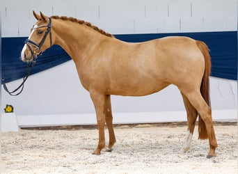 German Riding Pony, Mare, 4 years, Chestnut-Red