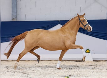 German Riding Pony, Mare, 4 years, Chestnut-Red