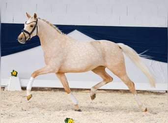 German Riding Pony, Mare, 4 years, Palomino