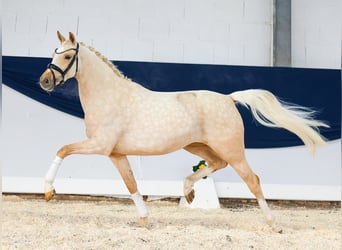 German Riding Pony, Mare, 4 years, Palomino