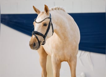 German Riding Pony, Mare, 4 years, Palomino