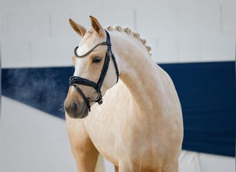 German Riding Pony, Mare, 4 years, Palomino