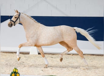 German Riding Pony, Mare, 4 years, Palomino