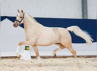 German Riding Pony, Mare, 4 years, Palomino