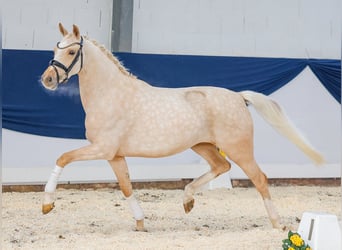 German Riding Pony, Mare, 4 years, Palomino