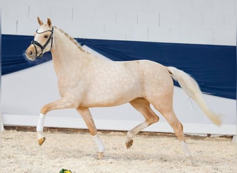 German Riding Pony, Mare, 4 years, Palomino