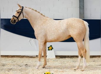 German Riding Pony, Mare, 4 years, Palomino