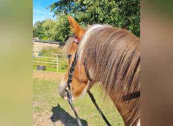 German Riding Pony Mix, Mare, 5 years, 12 hh, Pinto