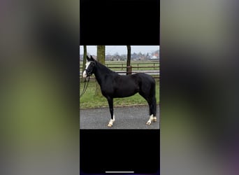 German Riding Pony, Mare, 5 years, 13.2 hh, Black