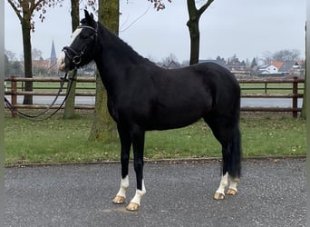 German Riding Pony, Mare, 5 years, 13.2 hh, Black