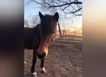 German Riding Pony Mix, Mare, 5 years, 13.2 hh
