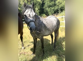 German Riding Pony, Mare, 5 years, 13.2 hh, Grey-Dapple
