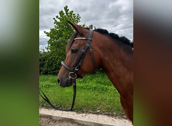 German Riding Pony, Mare, 5 years, 13.3 hh, Pinto