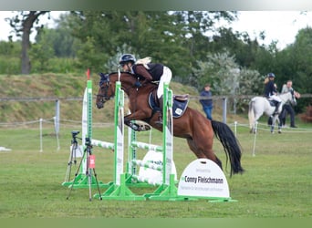 German Riding Pony, Mare, 5 years, 13,2 hh, Brown