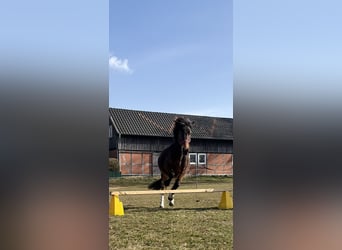 German Riding Pony Mix, Mare, 5 years, 13,2 hh