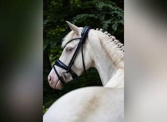 German Riding Pony, Mare, 5 years, 13,2 hh, Perlino