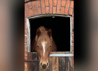 German Riding Pony, Mare, 5 years, 13,3 hh, Chestnut-Red