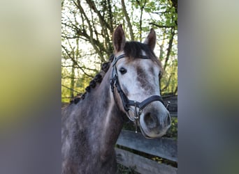 German Riding Pony, Mare, 5 years, 13,3 hh, Grey-Dapple