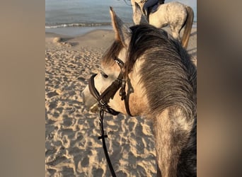German Riding Pony, Mare, 5 years, 13,3 hh, Grey-Dapple