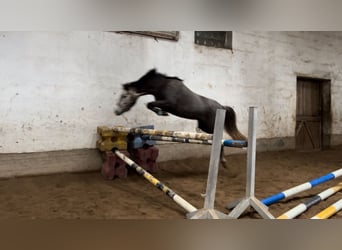 German Riding Pony, Mare, 5 years, 13,3 hh, Grey-Dapple