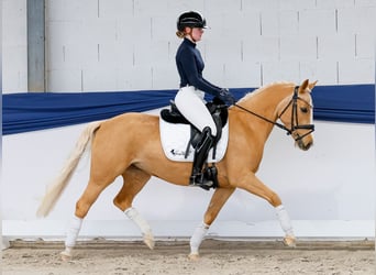 German Riding Pony, Mare, 5 years, 13,3 hh, Palomino