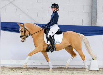 German Riding Pony, Mare, 5 years, 13,3 hh, Palomino