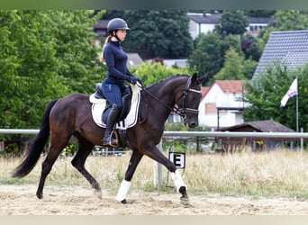German Riding Pony, Mare, 5 years, 14.1 hh, Black