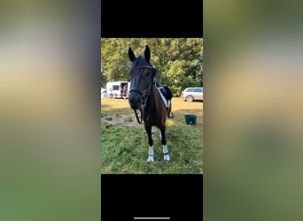 German Riding Pony, Mare, 5 years, 14.1 hh, Black