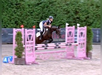 German Riding Pony, Mare, 5 years, 14.1 hh, Black
