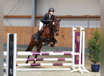 German Riding Pony, Mare, 5 years, 14.1 hh, Brown
