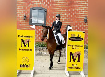 German Riding Pony, Mare, 5 years, 14.1 hh, Brown