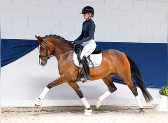 German Riding Pony, Mare, 5 years, 14.1 hh, Brown
