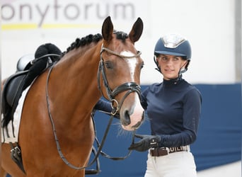 German Riding Pony, Mare, 5 years, 14.1 hh, Brown