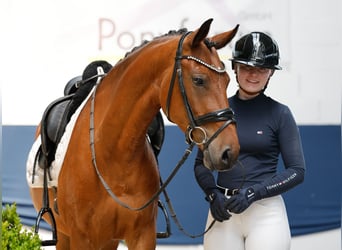 German Riding Pony, Mare, 5 years, 14.1 hh, Brown