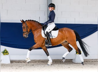German Riding Pony, Mare, 5 years, 14.1 hh, Brown