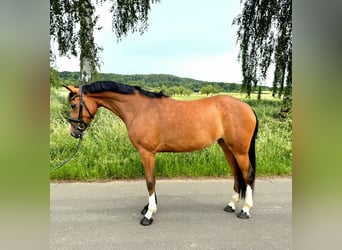 German Riding Pony, Mare, 5 years, 14.1 hh, Brown