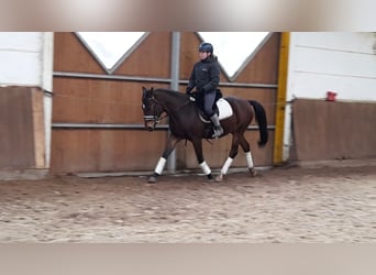 German Riding Pony, Mare, 5 years, 14.1 hh, Brown