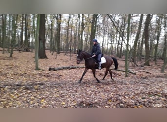 German Riding Pony, Mare, 5 years, 14.1 hh, Brown