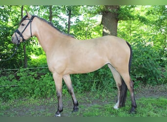 German Riding Pony, Mare, 5 years, 14,1 hh, Buckskin