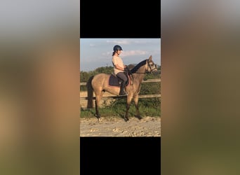 German Riding Pony, Mare, 5 years, 14.1 hh, Buckskin