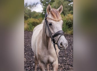 German Riding Pony, Mare, 5 years, 14.1 hh, Buckskin