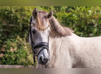 German Riding Pony, Mare, 5 years, 14.1 hh, Buckskin