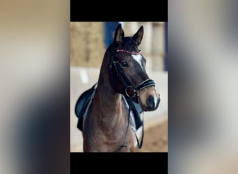 German Riding Pony, Mare, 5 years, 14.1 hh, Buckskin