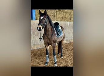 German Riding Pony, Mare, 5 years, 14.1 hh, Buckskin