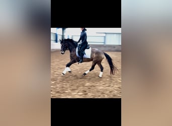 German Riding Pony, Mare, 5 years, 14.1 hh, Buckskin