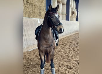 German Riding Pony, Mare, 5 years, 14.1 hh, Buckskin