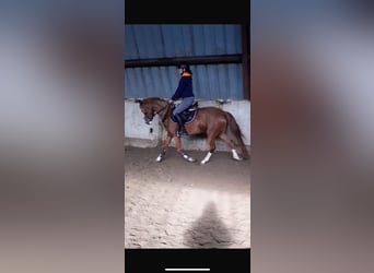 German Riding Pony, Mare, 5 years, 14,1 hh, Chestnut