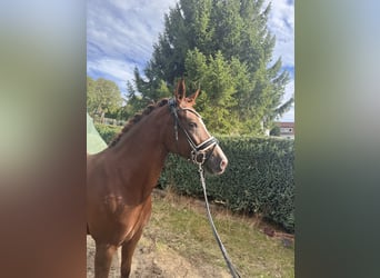 German Riding Pony, Mare, 5 years, 14.1 hh, Chestnut