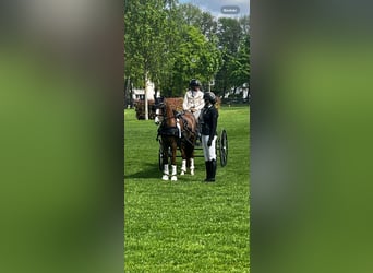 German Riding Pony, Mare, 5 years, 14.1 hh, Chestnut-Red